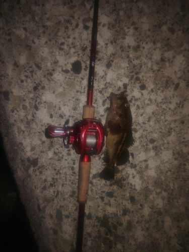シマソイの釣果
