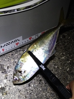 マアジの釣果