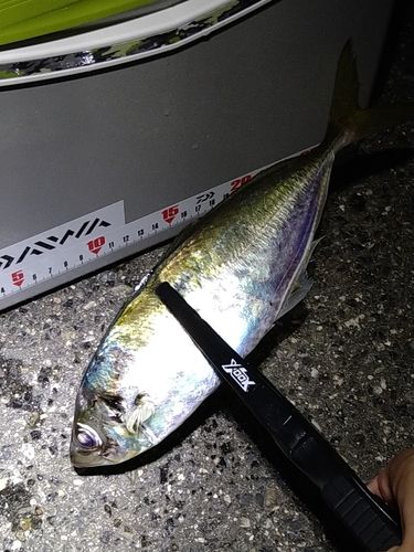 マアジの釣果