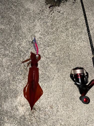 ケンサキイカの釣果