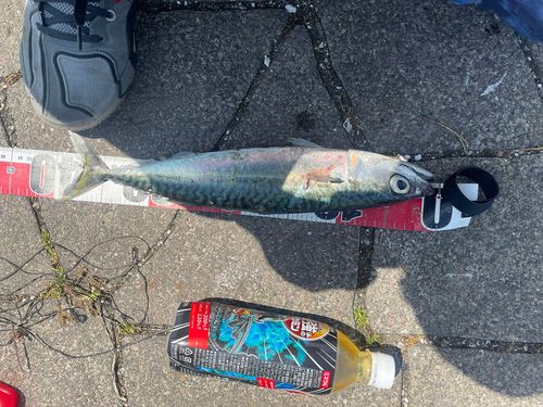 サバの釣果