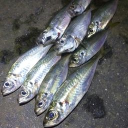 アジ