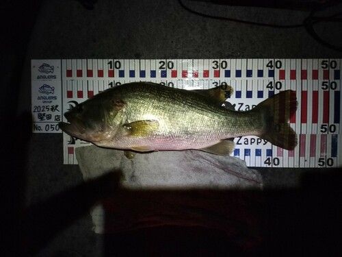 ブラックバスの釣果