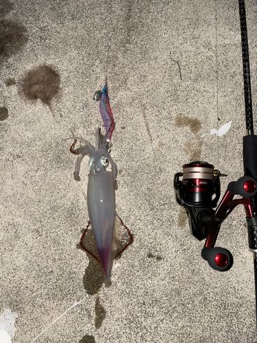 ケンサキイカの釣果