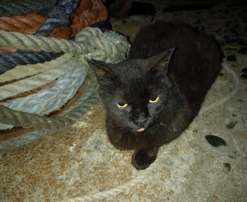 ハネ（ヒラスズキ）の釣果