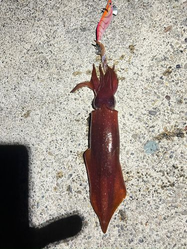 ケンサキイカの釣果