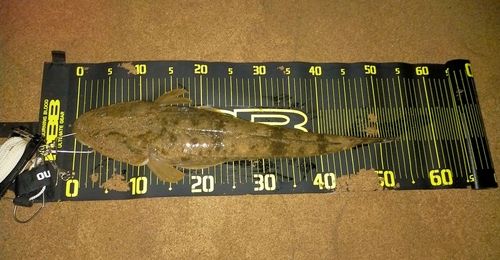 マゴチの釣果