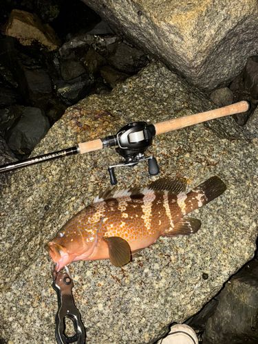 アコウの釣果