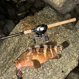 アコウ