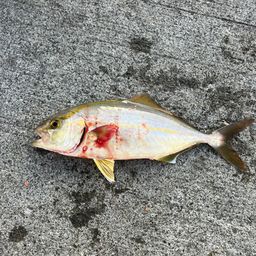 ショゴ
