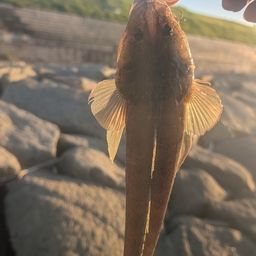 マゴチ