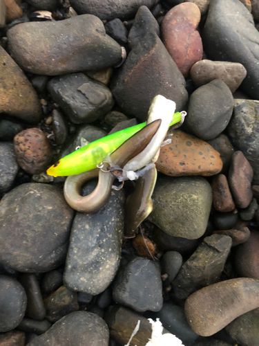 ウナギの釣果