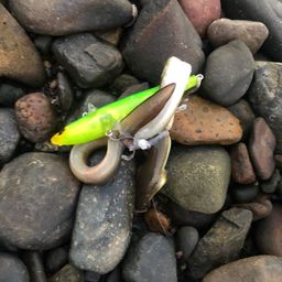 ウナギ