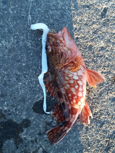カサゴの釣果