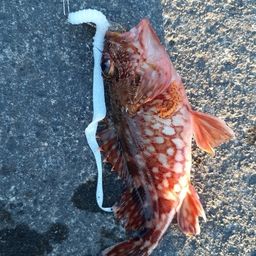 カサゴ