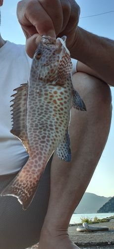 オオモンハタの釣果