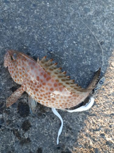 オオモンハタの釣果