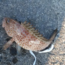 オオモンハタ