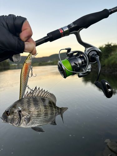 チヌの釣果