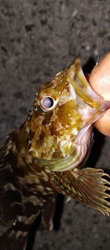 カサゴの釣果