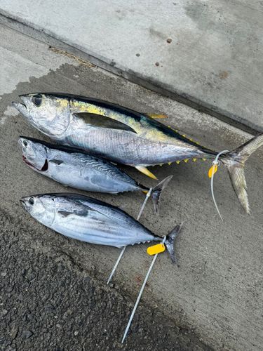 キメジの釣果