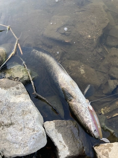 釣果