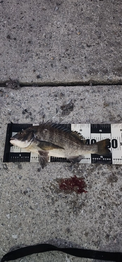 チヌの釣果