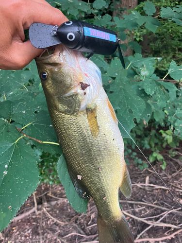 ラージマウスバスの釣果