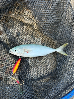 コゾクラの釣果