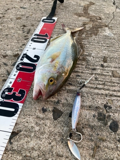 ネリゴの釣果