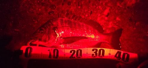 クロダイの釣果
