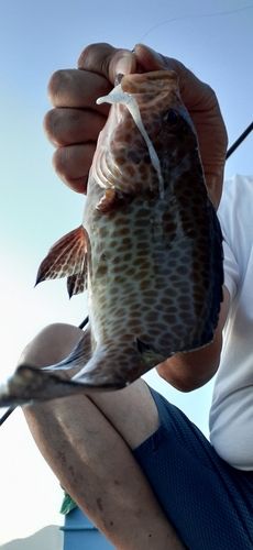 オオモンハタの釣果