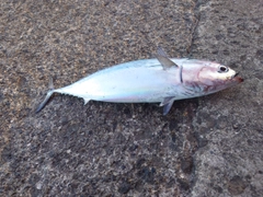 ソウダガツオの釣果