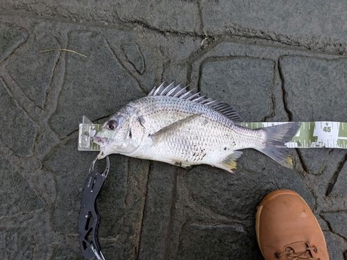 キビレの釣果