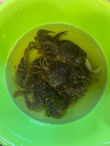イシガニの釣果