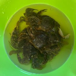 イシガニ