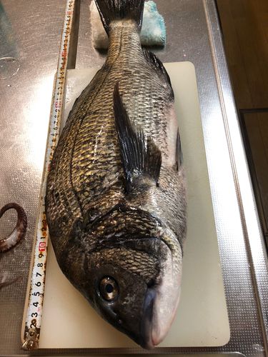 クロダイの釣果