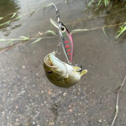 スモールマウスバス