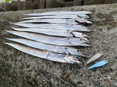 タチウオの釣果