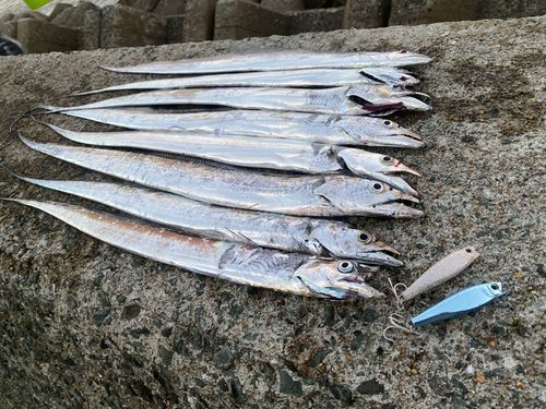 タチウオの釣果
