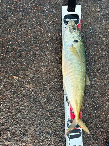 マルアジの釣果