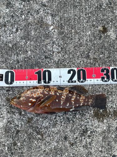 キジハタの釣果