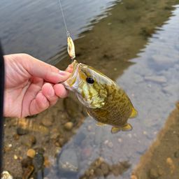 スモールマウスバス