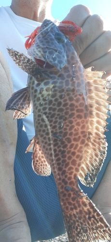 オオモンハタの釣果