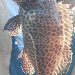 オオモンハタ