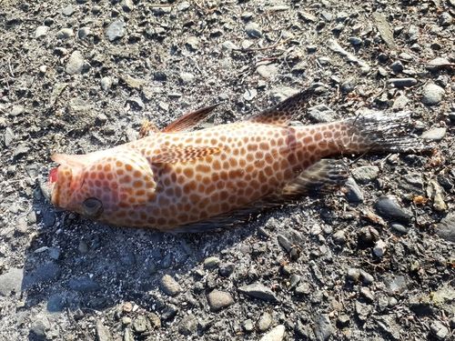 オオモンハタの釣果