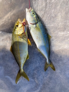 ワカシの釣果
