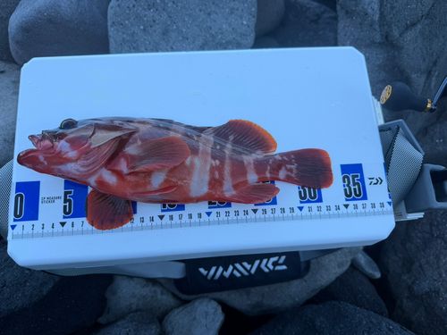 アカハタの釣果