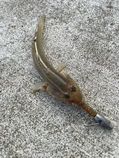 ハゼの釣果