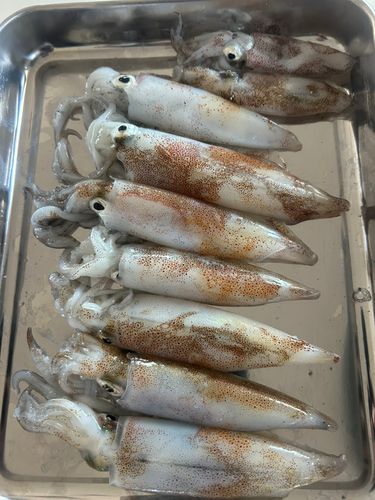 ケンサキイカの釣果